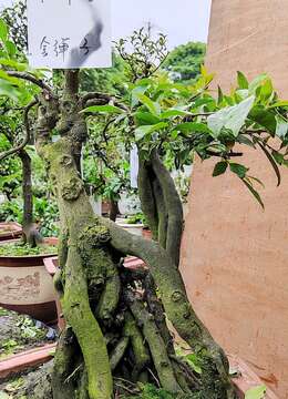 盆根错节146号盆景树桩线条优雅造型多变视频号金弹子盆景发布