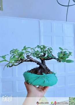 野桂花练手价格