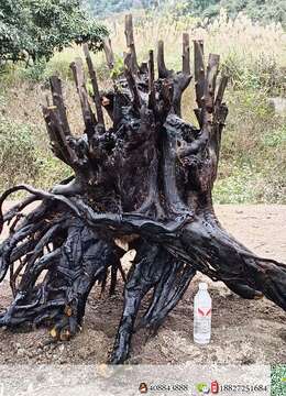 漂亮古桩大货还在看上的来聊