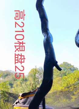 漂亮根艺，金弹子，有喜欢赶紧下单