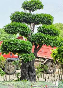 金弹子下山桩精美金弹子市场