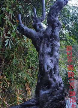 两个原生母千年古桩金弹子，看上来聊