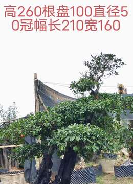 全冠年功熟桩金弹子，别墅庭院首选，有喜欢赶紧下单