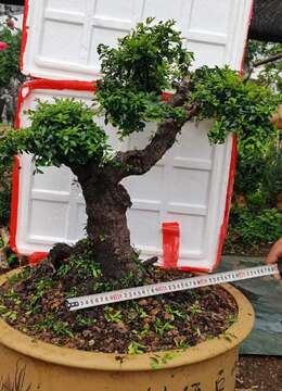 铁马鞭，年工货