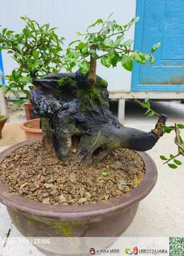 金弹子熟桩私家金弹子