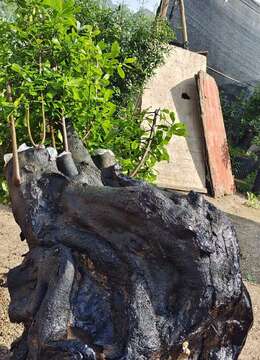 漂亮怪桩金弹子。大熟桩，全身纹路坨坨，有喜欢赶紧下单，