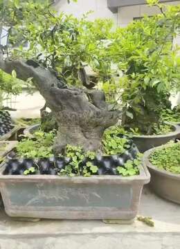 大哥们喜欢金蛋子抓紧时间我这里全部放漏价格，一盆都不留，都是将本钱卖，本人不想做这个行业了，