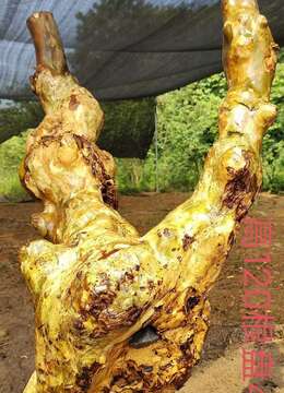 新鲜紫薇老桩，有喜欢赶紧下单，一起打包价格美丽。