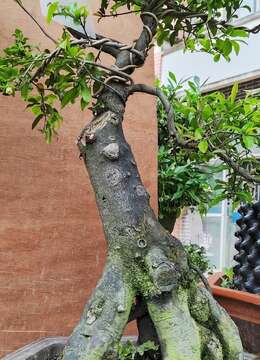 花期金弹子149号正在开花的金弹子别的金弹子都挂果了