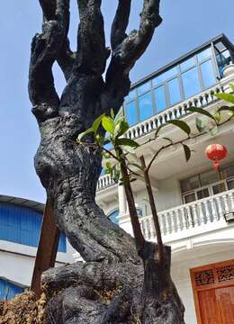 漂亮怪桩金弹子。大熟桩，全身纹路坨坨，有喜欢赶紧下单，