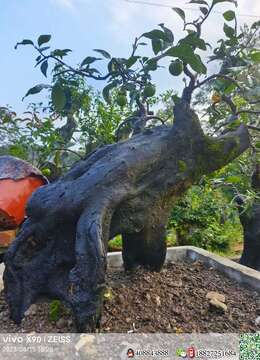 挂果金弹子安康金弹子如何运输