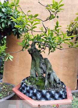 金弹子老桩金弹子出售价格