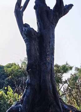 金弹子熟桩金弹子☆四川四季果金弹子