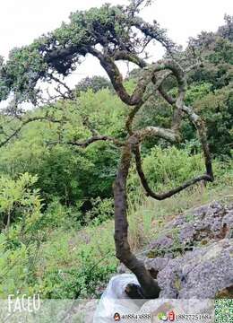 金弹子树桩盆景金弹子￡重庆小叶挂果金弹子