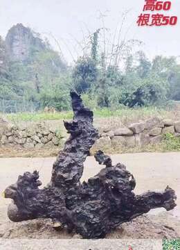 挂果金弹子大气小叶挂果金弹子