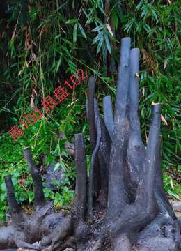 两个假山大丛林，看上来聊