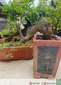 金弹子盆景价格●丛林挂果金弹子地景□