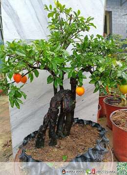 金弹子下山桩金弹子树瘤