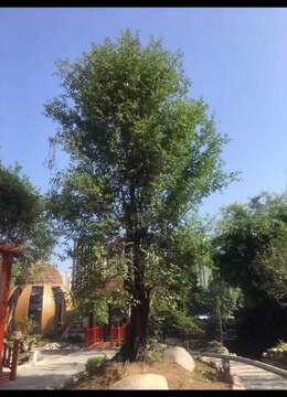 全冠年功大熟桩原生挂果金弹子，别墅庭院首选。土面高9米，根宽120，80处宽60，有喜欢赶紧下单