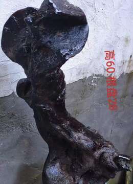 两个小漂亮，看上来聊