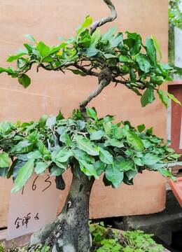 三盘造型163号金弹子老桩靓盘型园层次分明造型金弹子