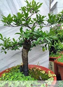 挂果弹子，喜欢的老板联系