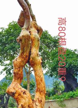 刚刚下山新鲜，漂亮紫薇老桩，有喜欢赶紧下单