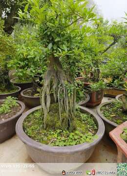 金弹子熟桩广安金弹子树桩盆景付款交易方式