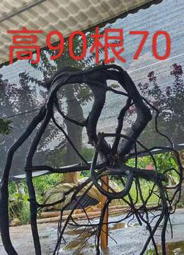 漂亮怪桩金弹子，有喜欢赶紧下单，