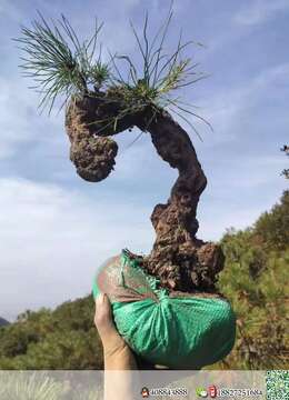 金弹子下山桩广安金弹子地景交易市场