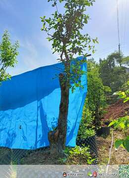 金弹子树桩盆景金弹子出售价格