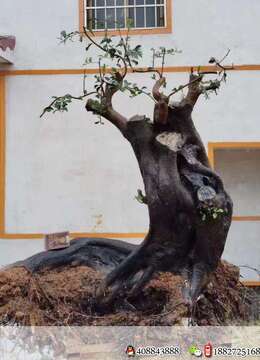 金弹子，原生小果，根长92，高96，最大直径30