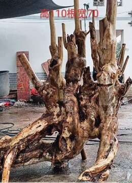 三颗漂亮紫薇喜欢的联系