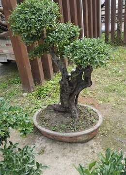 盆长80   带盆高度150   黄果