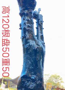 漂亮大母桩金弹子，古桩金弹子，有喜欢赶紧下单