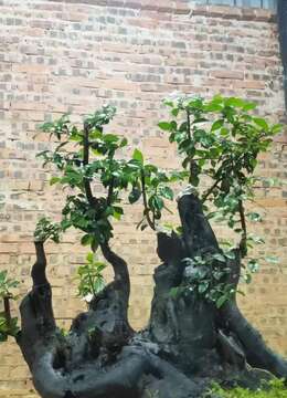 漂亮大坨坨。大熟桩金弹子，有喜欢赶紧下单