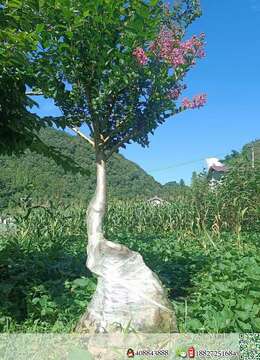 紫薇老桩（嫁接多年）