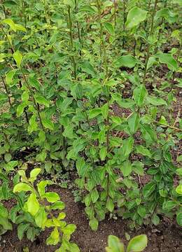 金弹子挂果期能施磷酸二氢钾吗