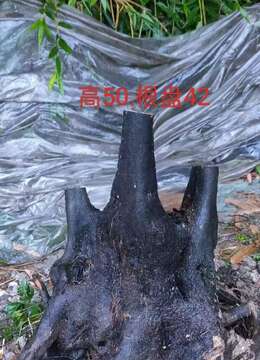 刚回来4个金弹子，看上来聊，一起打包价优