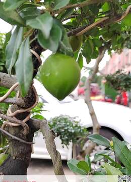 罗汉松苍劲古朴，高大的气质令人敬畏，矮化成盆景价值高