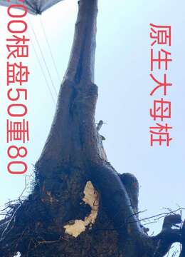 刚刚下山新鲜漂亮，母桩金弹子盆景。有喜欢赶紧下单。一起打包价格美丽