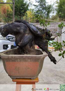 金弹子老桩野生金弹子雌桩