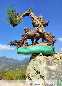 金弹子网丛林金弹子如何运输