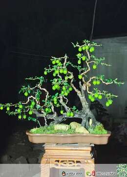 金弹子老桩沧桑感小叶挂果金弹子