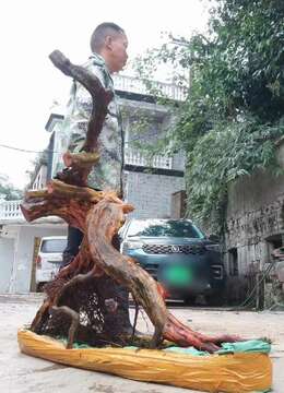 映山红，喜欢的