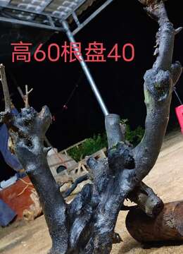 嫁接好，漂亮熟桩金弹子，下山桩，金弹子母桩，有喜欢赶紧下单