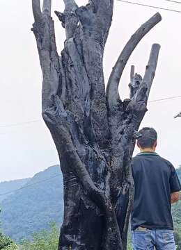 漂亮纹路老桩金弹子，看上速度