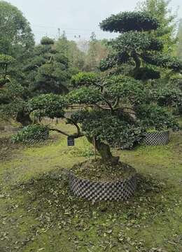 金弹子生桩金弹子∨南阳小叶金弹子