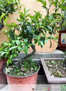 挂果弹子，喜欢的老板联系