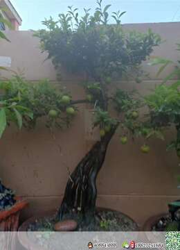 金弹子网便宜金弹子出售